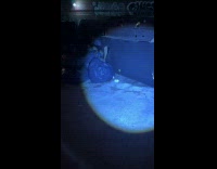 Rats scavenging on trash on street