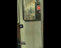 Brown dog rides on pet owners back on subway 