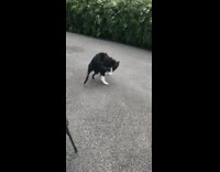 Dog grabs its own tail runs off into bush 