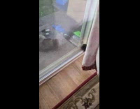 Black cat wipes glass beside cat outside