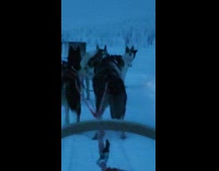 One husky dog from group bark sled