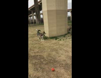 grey dog playing hide and seek with other dog behind pillar 
