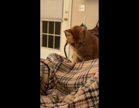 Orange cat bite toes move underneath blanket