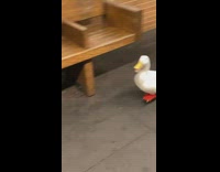 Duck walking in between man and woman