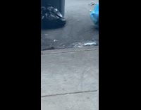 Two rats mate on street NYC garbage