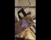 Woman tells orange cat to stop being ratchet 