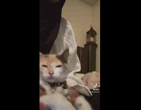 Girl moves cats arms to make it dance 