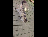 Collab PLC - Cat messed up fur full of burdock 