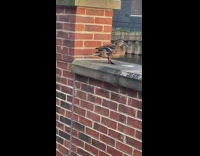 Duck get up from its rest on the barrier