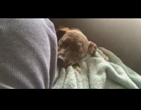 Sleeping dog makes noises while dreaming couch 