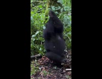 Baby gorilla spins on a rope 