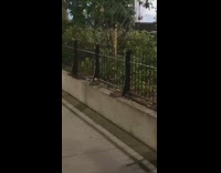 Rats crawl from bushes 