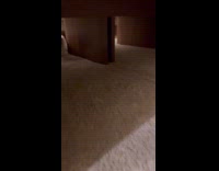 Cat plays hide and seek with owner