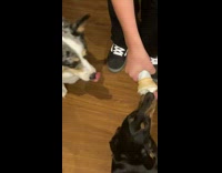 Two pet dog eats ice cream cone differently