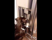 Dog standing on hind legs dispenses ice 