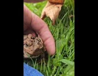 Frog gets head scratches then jumps away