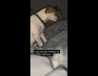 Collab Clips MPUGC2 - Dog sitting in bed smiling at girl looks evil