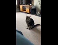 Submitter shows awkward dog and cat pets