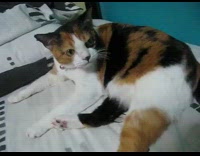 Black brown white cat lays down meows 