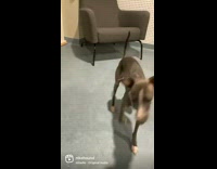 Collab DailyDoseOfInternet - Greyhound dog jumps onto grey armchair 