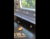 Collab Subway Creatures - Two pigeons ride Manhattan bound J train