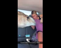 Collab Clips MPUGC - Camel head in car tries to steal food
