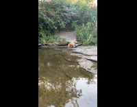 Collab BitchMP - Brown dog having zoomies on creek 