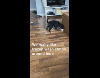 Dog plays with frozen wash cloth