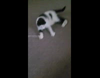 Cat on floor plays with the rope