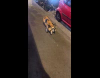 Corgi on a wheelchair walking on street 