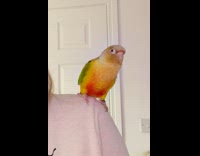 Parrot on shoulder dance to the music