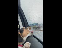Collab Clips mpugc - Dog trying to lick rain car window