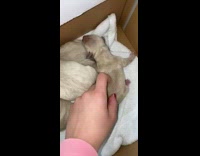 Newborn brown puppies white towel red polish 