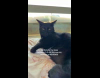 Woman taking revenge waking up pet cat