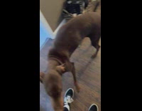 Brown dog dancing and prances in front of owner following