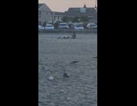 Man push ups beach sundown woman films