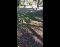 Four chicken hen follows filmer on the park