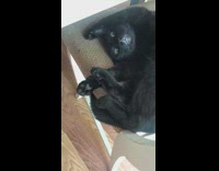 Black Cat Naps in Sideways Position