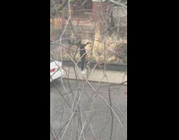 Woman take selfie outside with dog walk