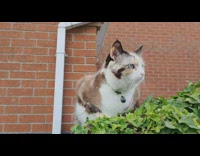 Cat Looks Around and Climbs Down Wall