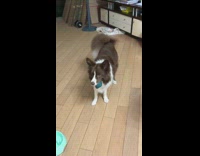 Brown white dog blue ball in mouth 