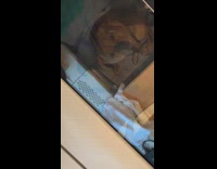 Dog curious about own reflection on train