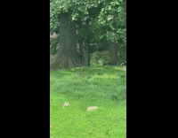 Group of people battle each other with spears at the park 