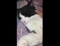 Girl pets sleeping black and white cat