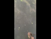 Small grey dog on walk screaming making noises