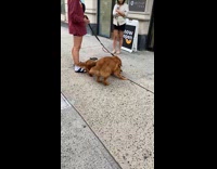 Two golden retreiver dogs playing side of street