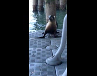 Sea lion jumps up at crowded dock