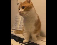 Cat stepping on keyboard key looks around confused  