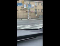 Dog crosses street walks down sidewalk alone 