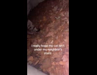 Woman found cat under neighbors stairs